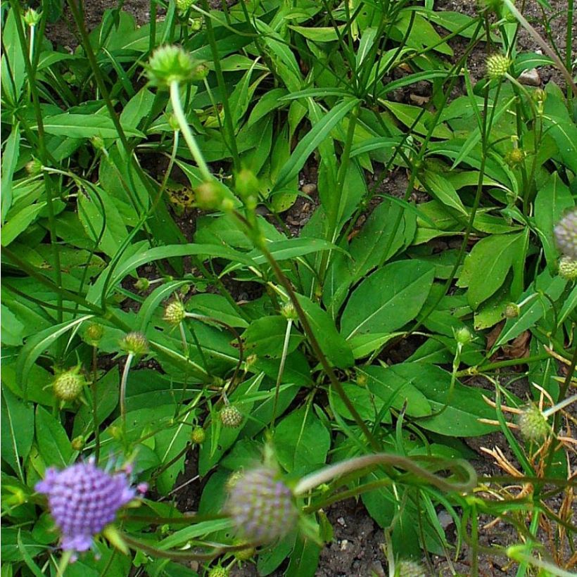 Purtojuuri - Succisa pratensis (Lehvistö)