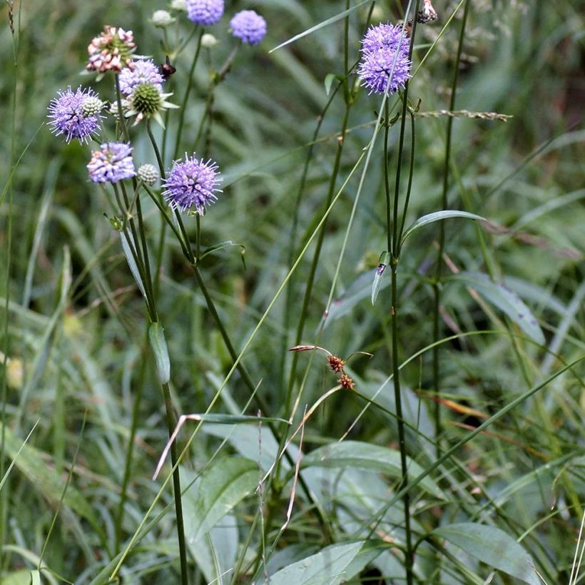 Purtojuuri - Succisa pratensis (Kasvutapa)