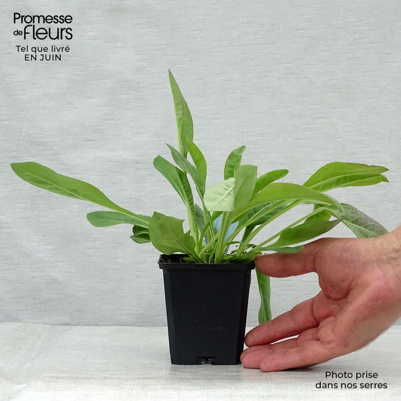 Esimerkki kesällä toimitetusta Purtojuuri - Succisa pratensis Godet de 8/9 cm-taimesta