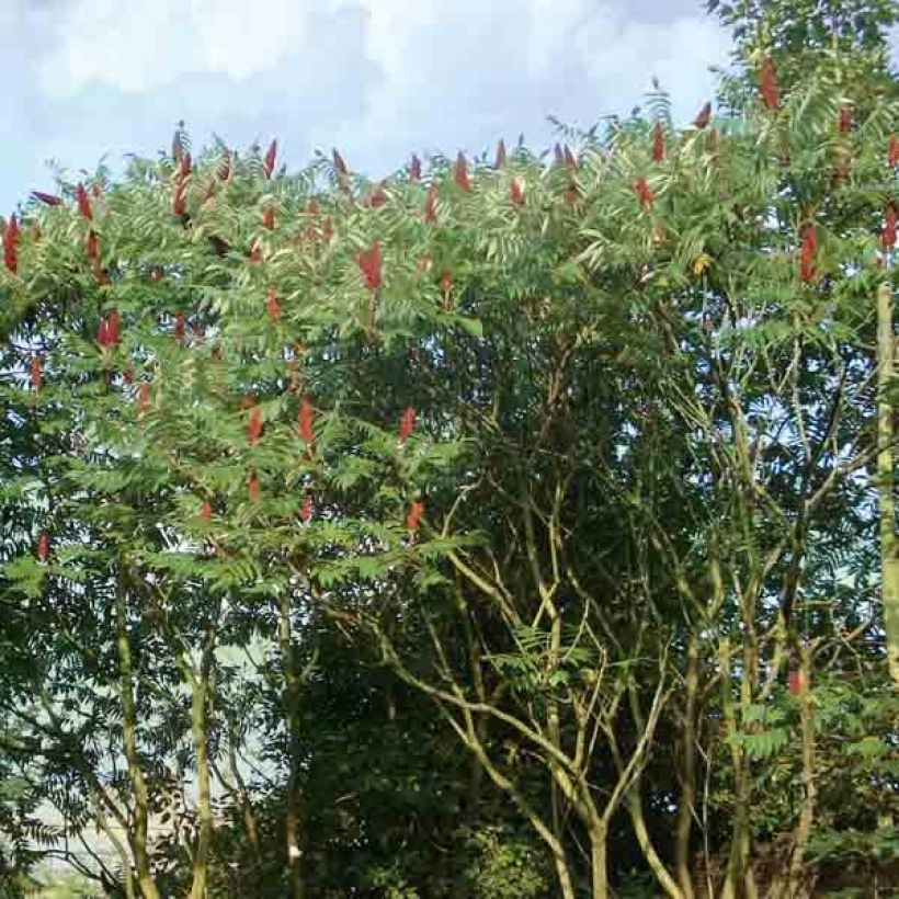 Samettisumakki - Rhus typhina (Kasvutapa)