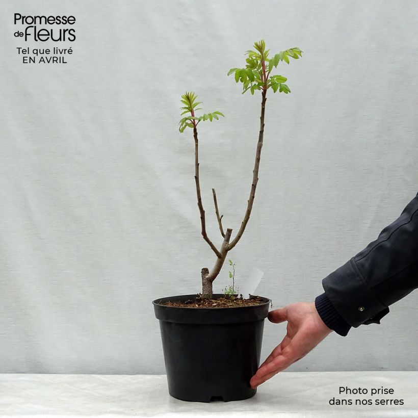 Esimerkki keväällä toimitetusta Samettisumakki - Rhus typhina Ruukku 4L / 5L-taimesta