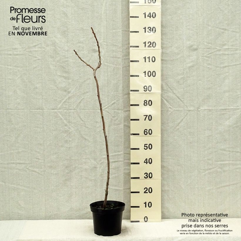Esimerkki syksyllä toimitetusta Samettisumakki - Rhus typhina 4 litran/5 litran ruukku-taimesta