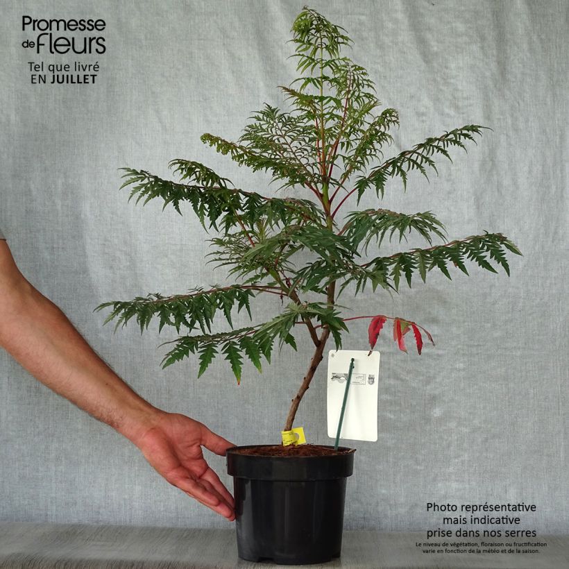 Esimerkki kesällä toimitetusta Silosumakki Laciniata Pot de 3L/4L-taimesta