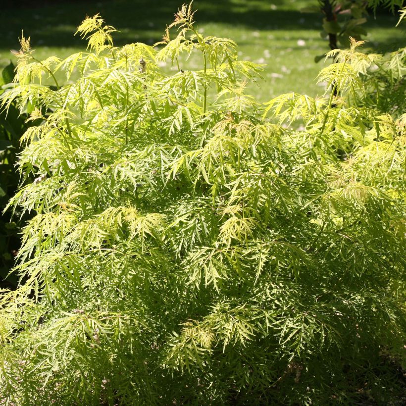 Terttuselja Lemony Lace (Lehvistö)