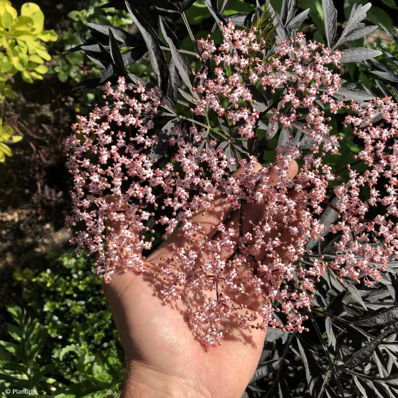 Mustaselja Cherry Lace (Kukinta)