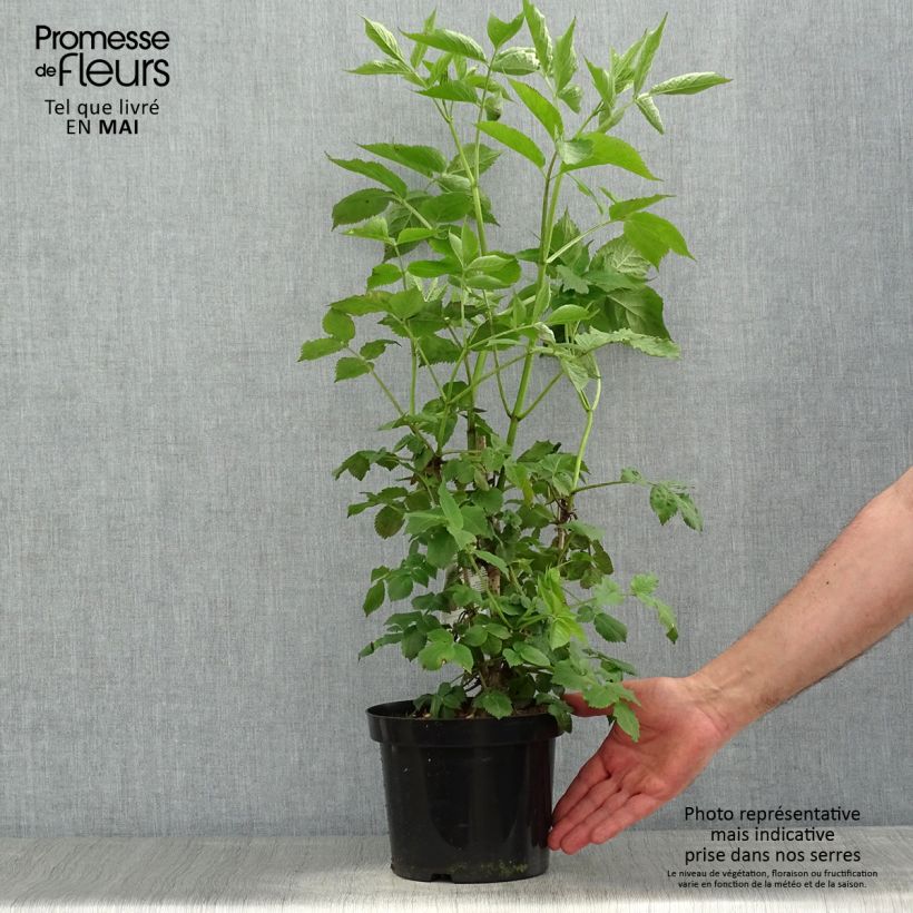 Esimerkki keväällä toimitetusta Mustaselja - Sambucus nigra Ruukku 2L / 3L-taimesta
