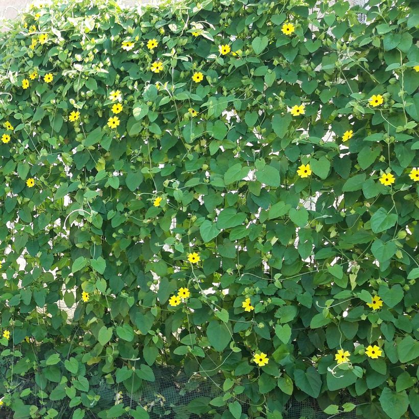 Mustasilmäsusanna - Thunbergia alata (Kasvutapa)