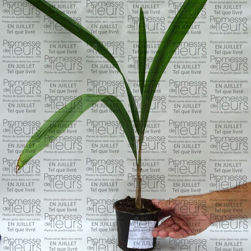 Esimerkki kesällä toimitetusta Etelänprinsessapalmu - Syagrus romanzoffiana Pot de 12 cm / 13 cm-taimesta