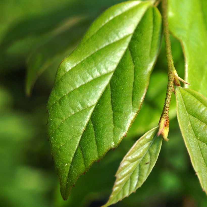 Sycoparrotia semidecidua Autunno Rosso (Lehvistö)