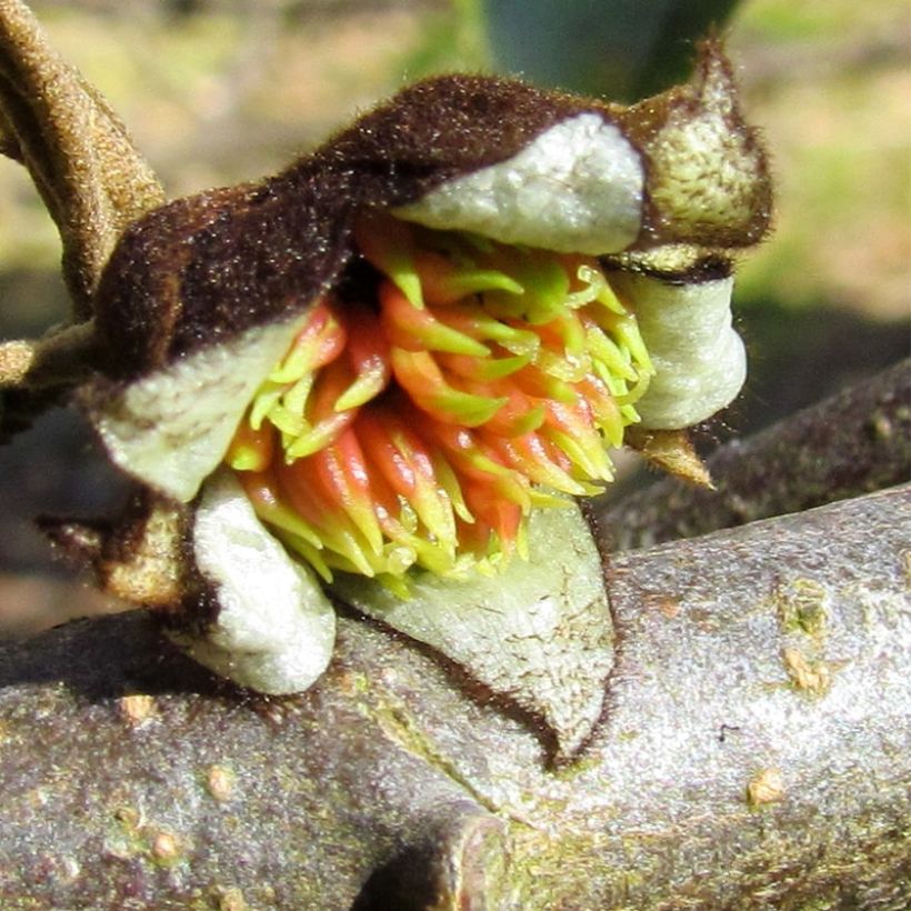 Sycoparrotia semidecidua Autunno Rosso (Kukinta)