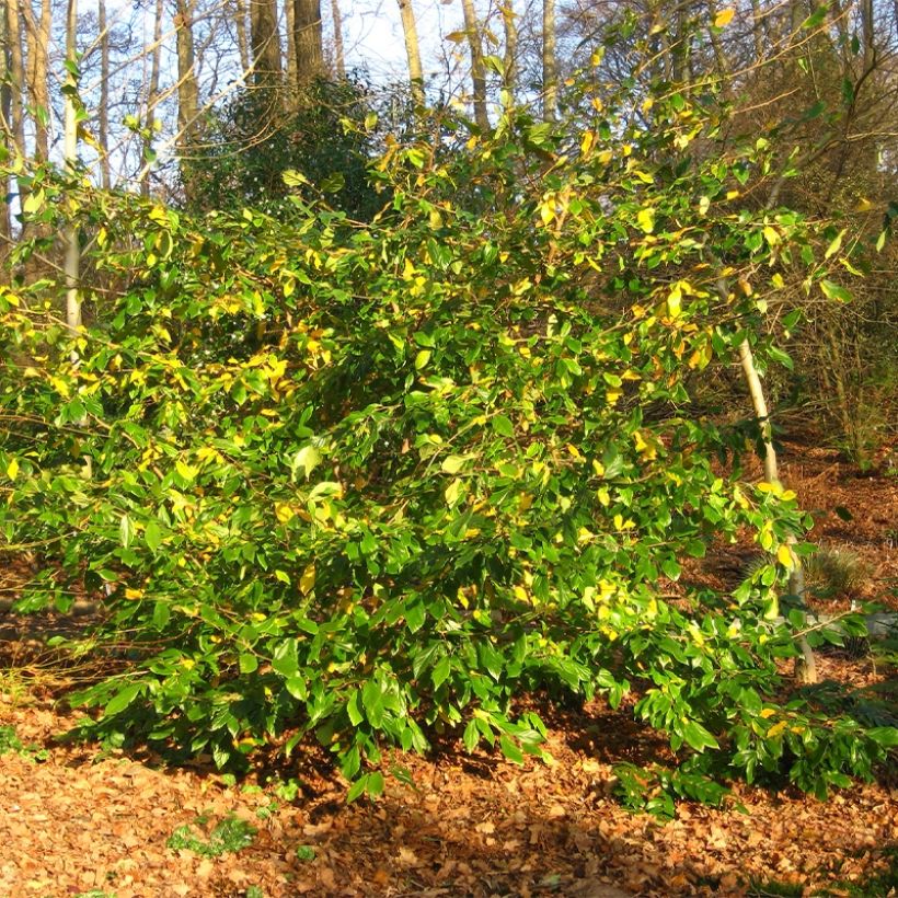 Sycoparrotia semidecidua Autunno Rosso (Kasvutapa)