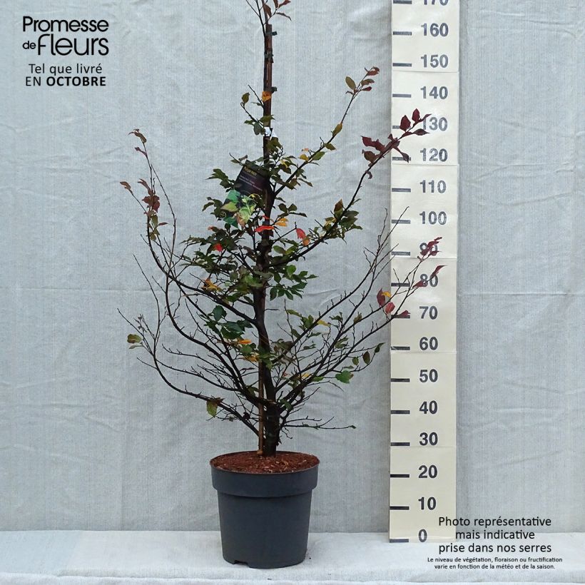 Esimerkki syksyllä toimitetusta Sycoparrotia semidecidua Purple Haze 12 litran/15 litran ruukku-taimesta
