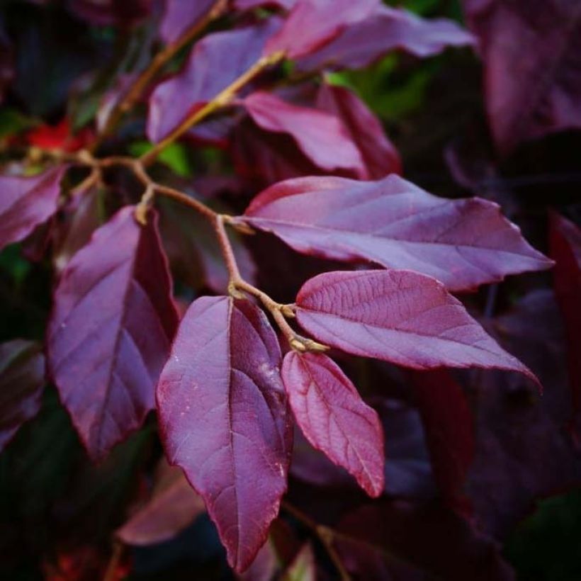 Sycoparrotia semidecidua Purple Haze (Lehvistö)