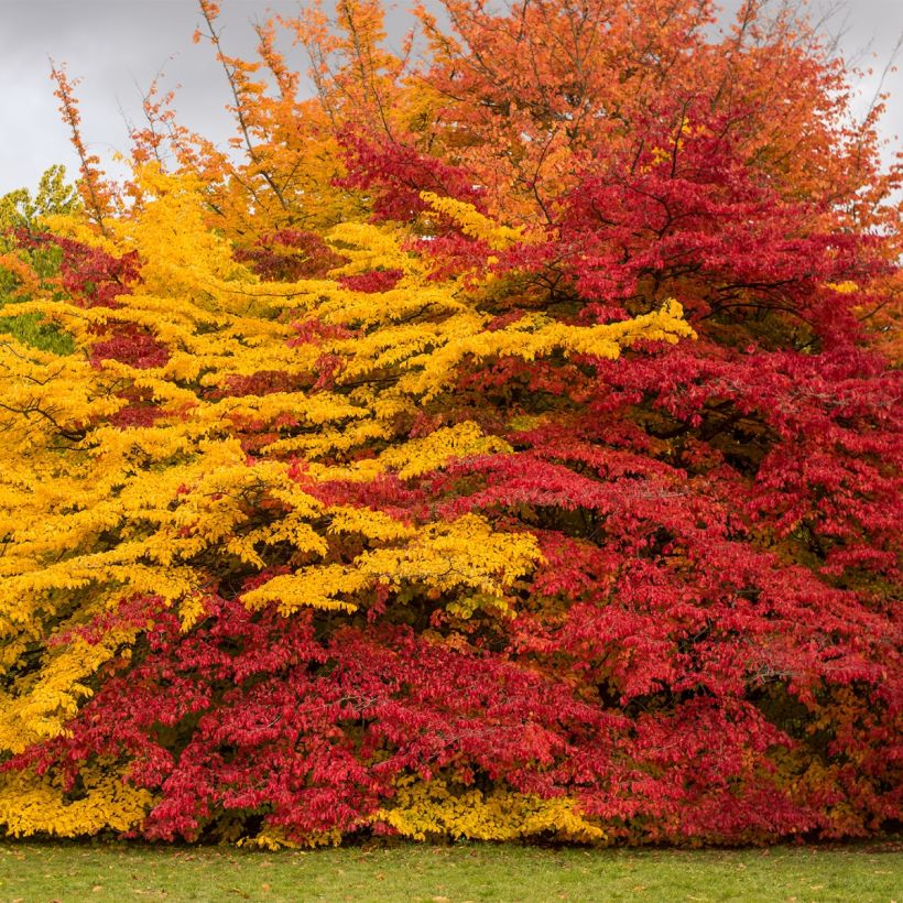 Sycoparrotia semidecidua Purple Haze (Kasvutapa)