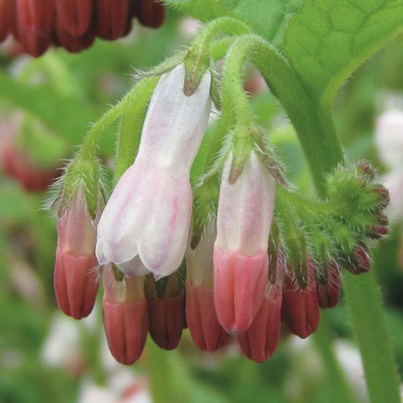Raunioyrtti Hidcote Pink (Kukinta)