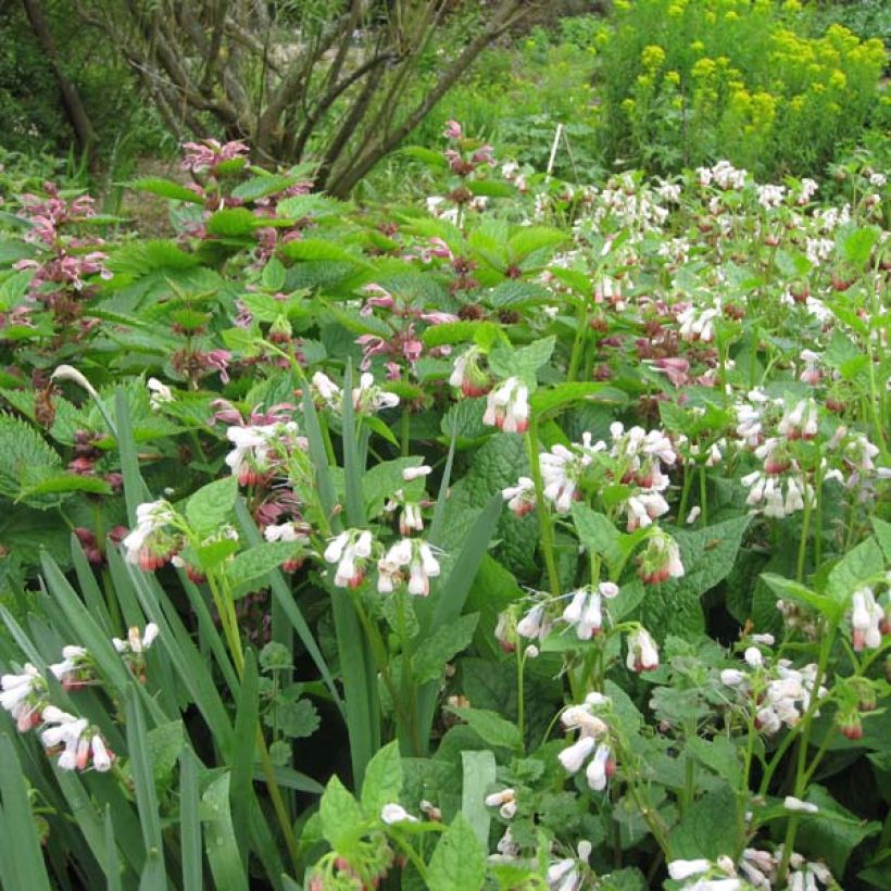 Raunioyrtti Hidcote Pink (Kasvutapa)
