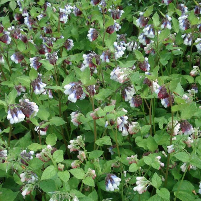 Raunioyrtti Sky Blue Pink (Kasvutapa)