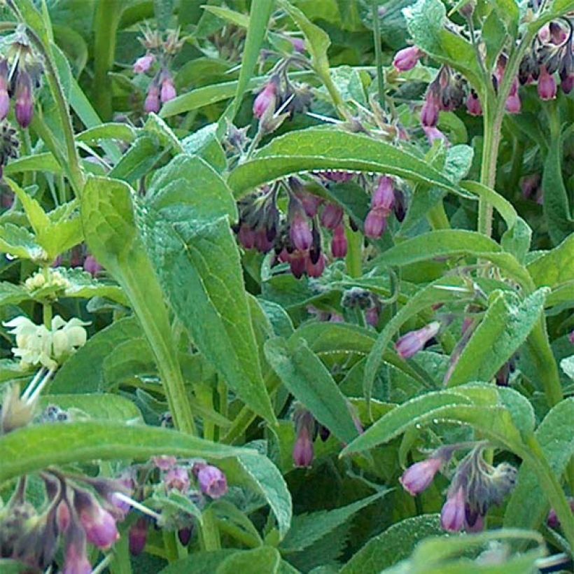 Rohtoraunioyrtti - Symphytum officinale (Lehvistö)