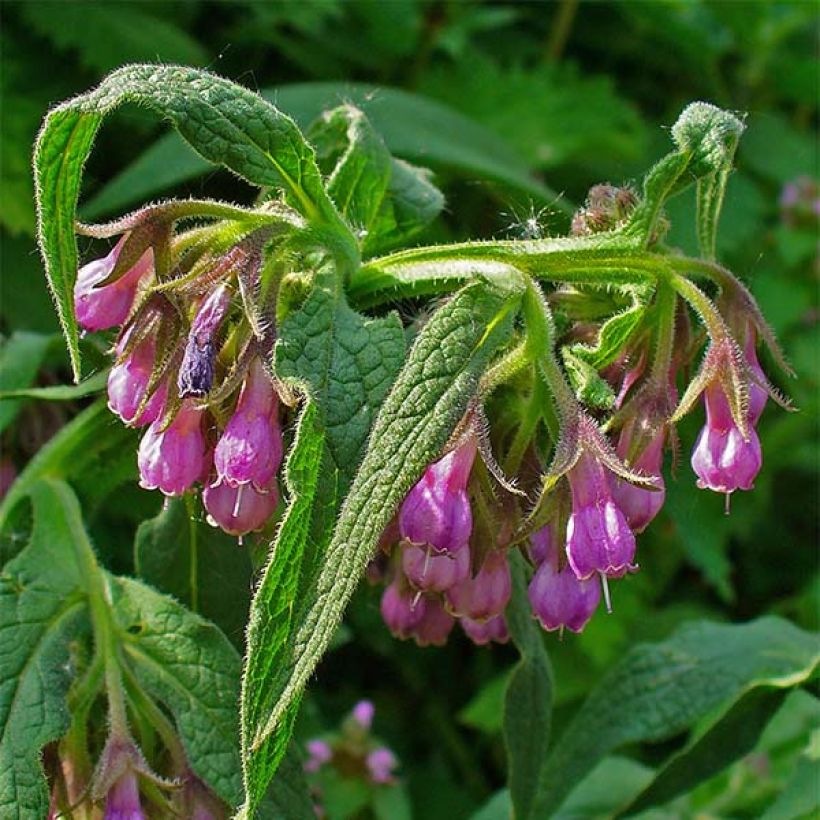 Rohtoraunioyrtti - Symphytum officinale (Kukinta)
