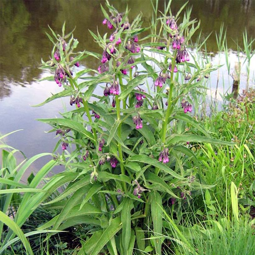 Rohtoraunioyrtti - Symphytum officinale (Kasvutapa)