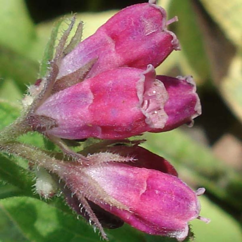 Raunioyrtti - Symphytum rubrum (Flowering)