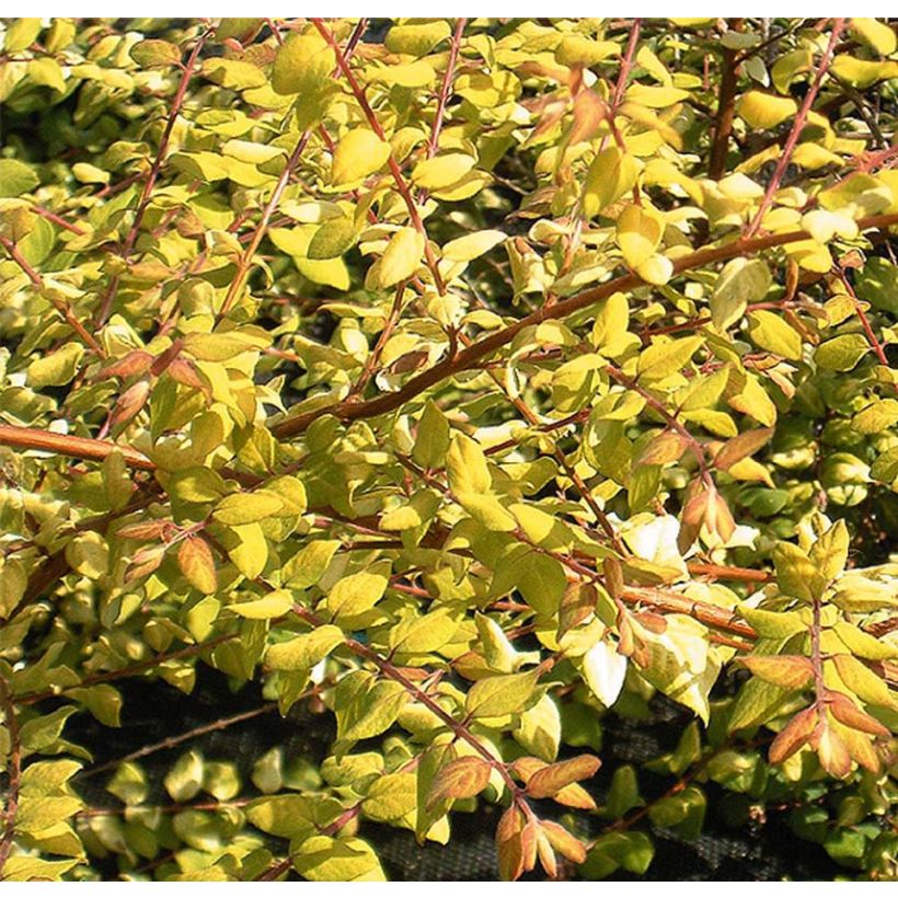 Symphorycarpos chenaultii Brain de Soleil (Lehvistö)