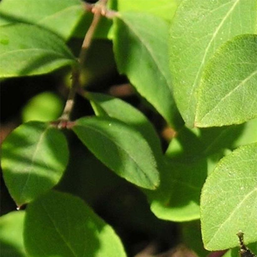 Symphorycarpos x chenaultii (Lehvistö)