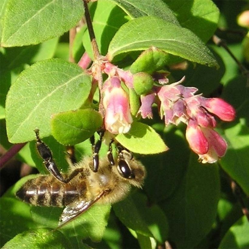 Symphorycarpos x chenaultii (Kukinta)