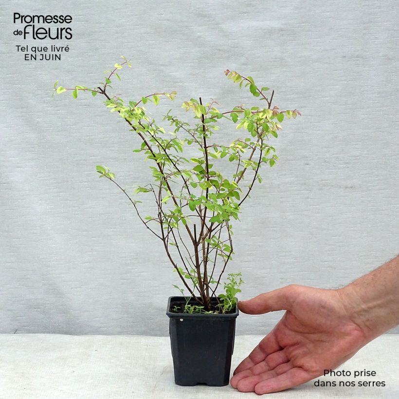 Esimerkki kesällä toimitetusta Symphorycarpos chenaultii Hancock Godet de 8/9 cm-taimesta