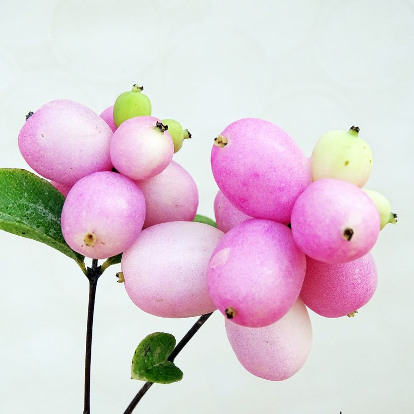Hollanninlumimarja Mother Of Pearl (Sadonkorjuu)
