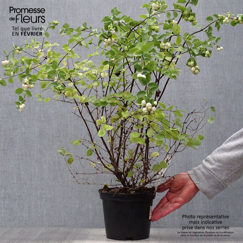 Esimerkki syksyllä toimitetusta Hollanninlumimarja White Hedge 2 litran/3 litran ruukku-taimesta