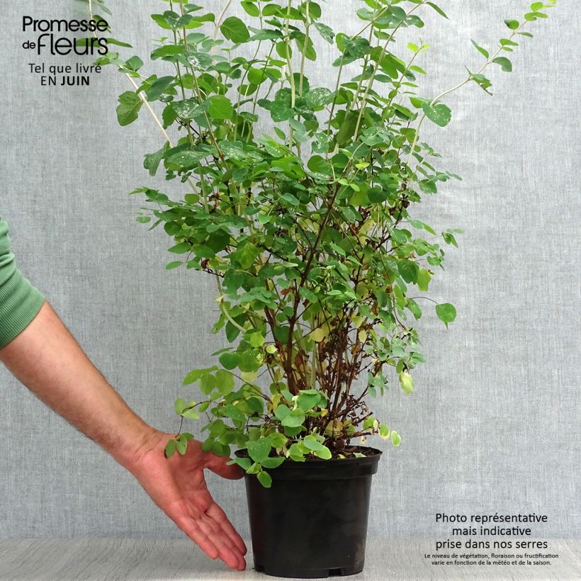 Esimerkki kesällä toimitetusta Hollanninlumimarja White Hedge Ruukku 2L / 3L-taimesta