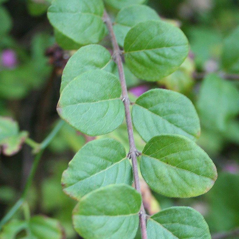 Hollanninlumimarja Magic Berry (Lehvistö)