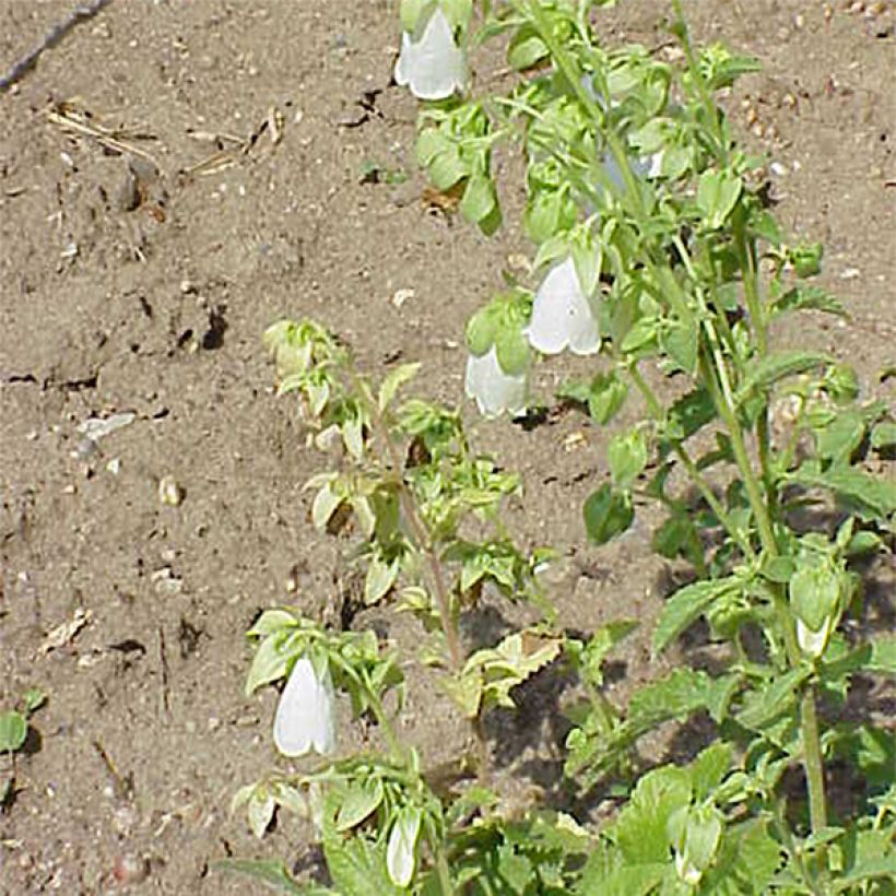 Kaukasiankellokki - Symphyandra pendula (Kukinta)