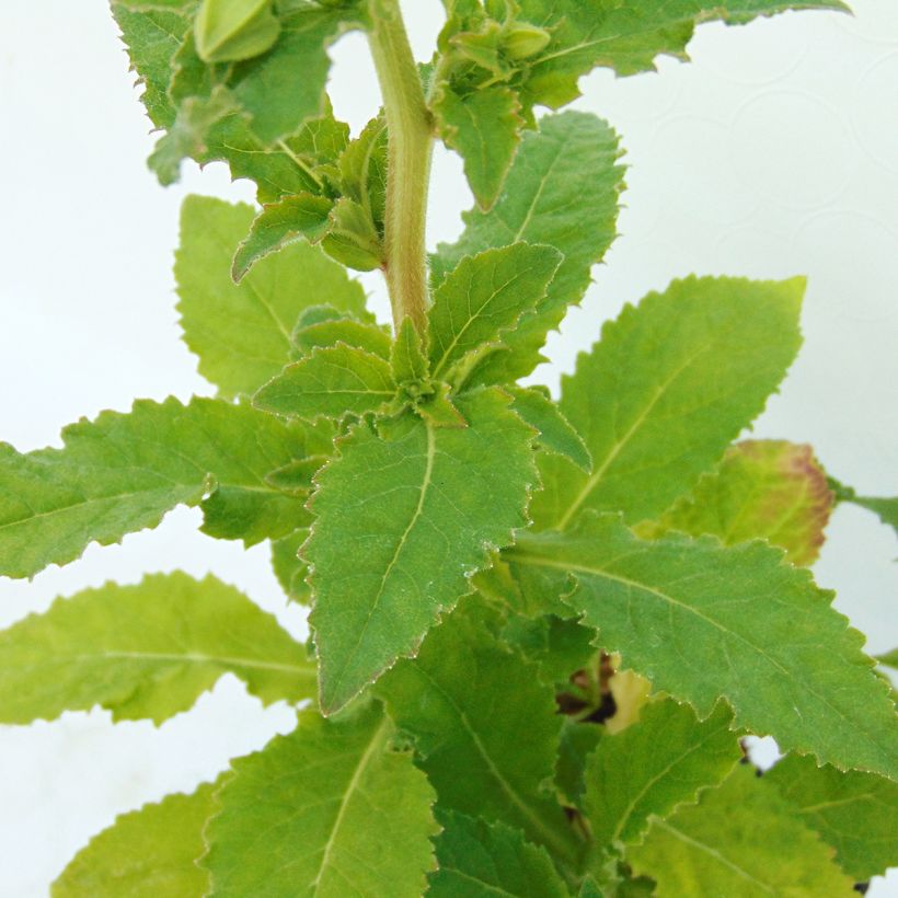 Kaukasiankellokki - Symphyandra pendula (Lehvistö)