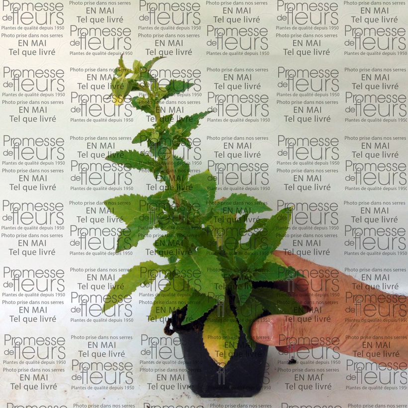 Esimerkki toimitetusta Kaukasiankellokki - Symphyandra pendula Godet de 8/9 cm-taimesta