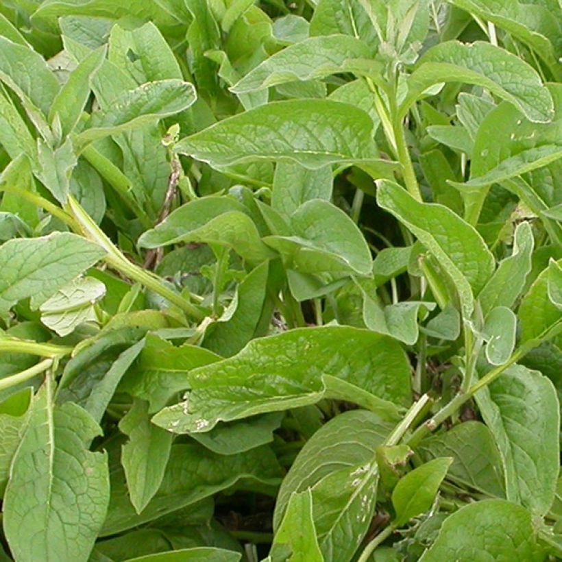 Raunioyrti - Symphytum azureum (Lehvistö)