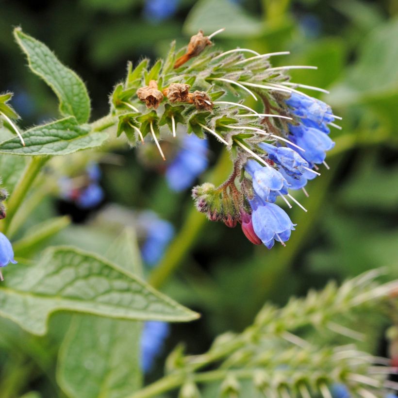 Raunioyrti - Symphytum azureum (Kukinta)
