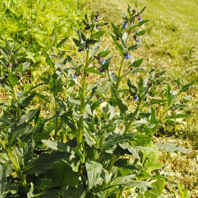 Raunioyrti - Symphytum azureum (Kasvutapa)