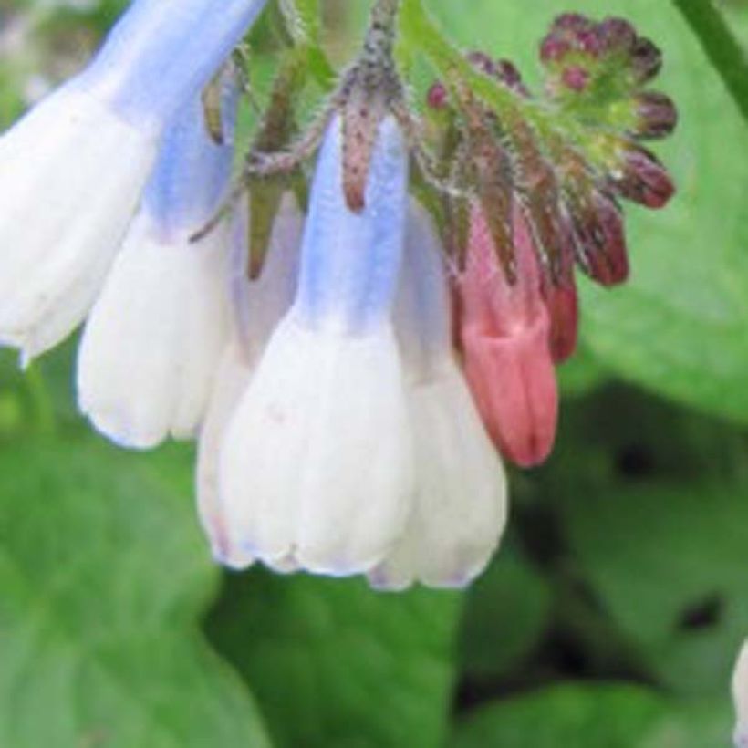 Raunioyrtti Hidcote Blue (Kukinta)