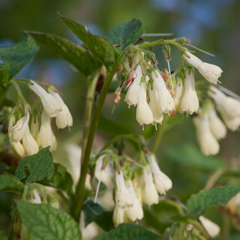 Raunioyrtti - Symphytum grandiflorum (Kukinta)