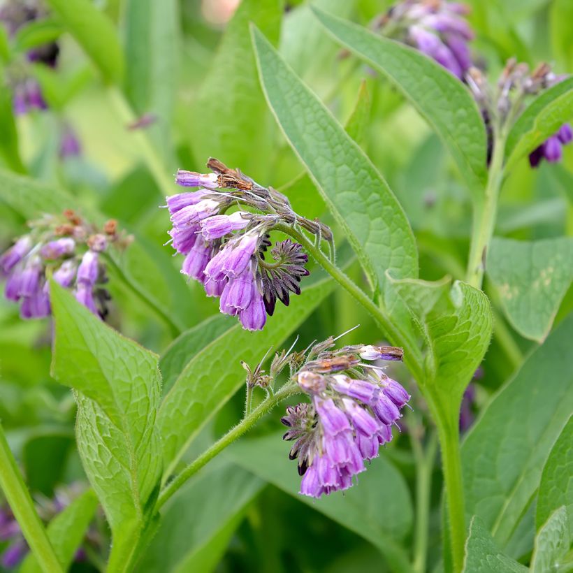 Rohtoraunioyrtti (sipulit) - Symphytum officinale (Kukinta)