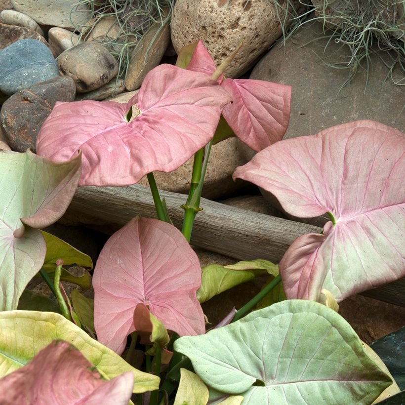 Muulinkultakorva Neon Robusta (Lehvistö)