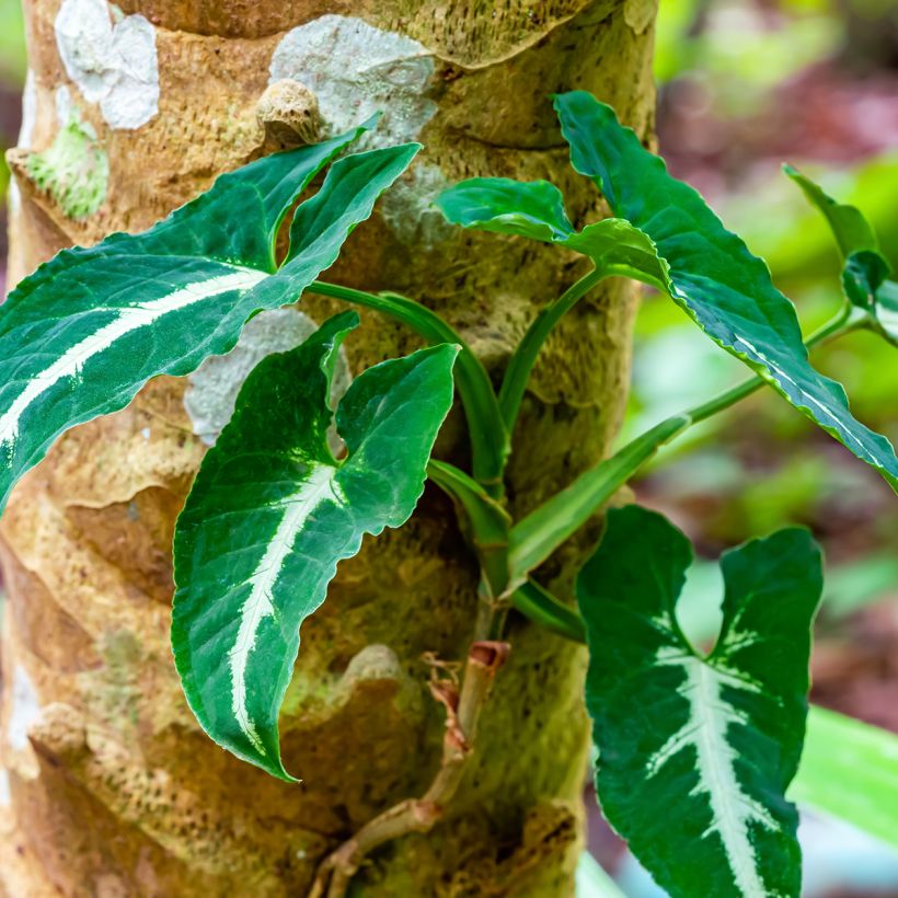 Kultakorva - Syngonium wendlandii (Kasvutapa)