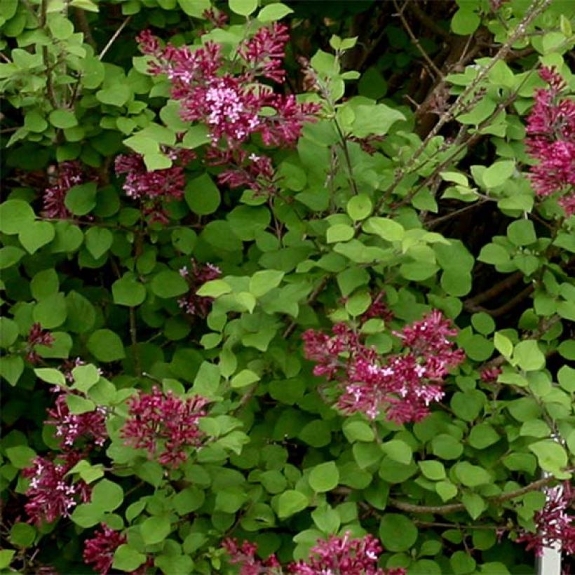 Pikkulehtisyreeni Bloomerang Dark Purple (Lehvistö)