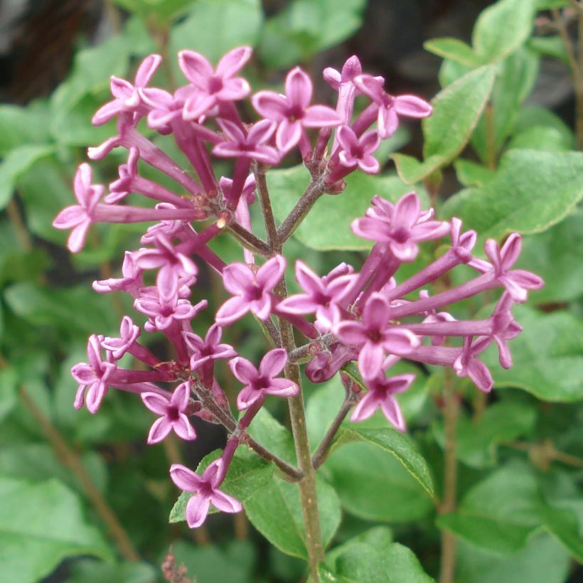 Pikkulehtisyreeni Bloomerang Dark Purple (Kukinta)