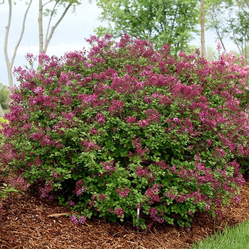 Pikkulehtisyreeni Bloomerang Dark Purple (Kasvutapa)