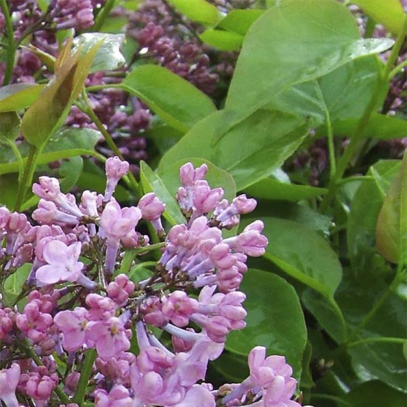 Risteymäsyreeni Maiden's Blush (Lehvistö)