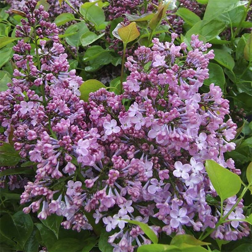 Risteymäsyreeni Maiden's Blush (Kukinta)