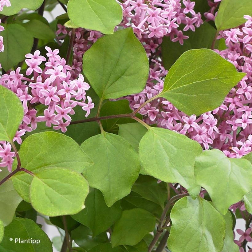 Pikkusyreeni Flowerfesta Pink (Lehvistö)